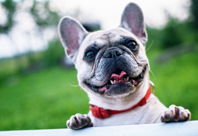 Essentiële informatie over Franse Bulldog pups voor adoptie