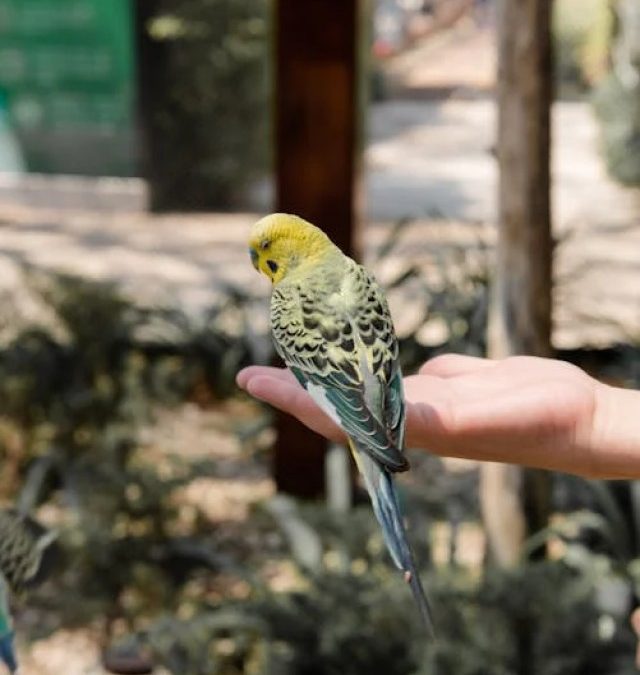 Waarom je een vogel als huisdier moet nemen