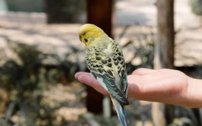 Waarom je een vogel als huisdier moet nemen